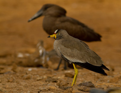 African Wattled Lapwing (IMG_3995)