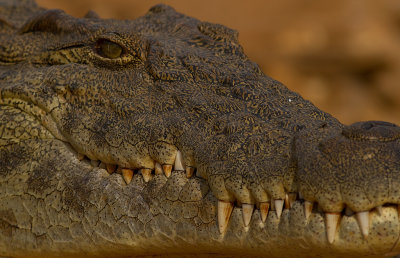 Nile crocodile (IMG_3999)