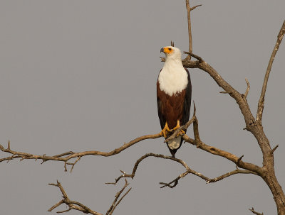 African Fish Eagle (IMG_4008)