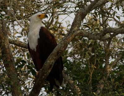 African Fish Eagle (IMG_4010)