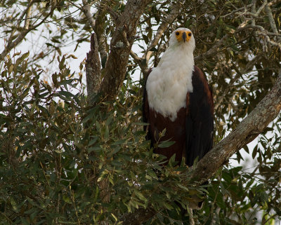 African Fish Eagle (IMG_4014)