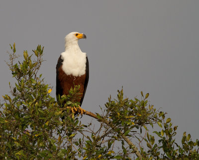 African Fish Eagle (IMG_4020)