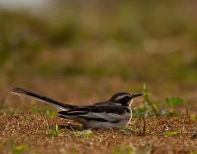 African Pied Wagtail (IMG_4029)