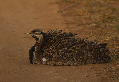 Black-billied Bustard (IMG_4093