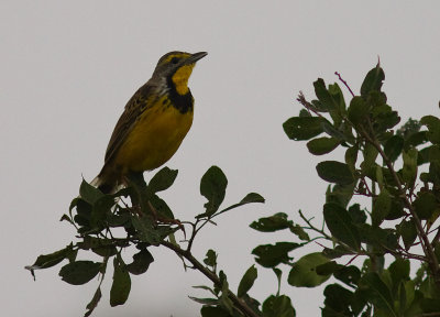 Yellow-throated Longclaw (IMG_4292)