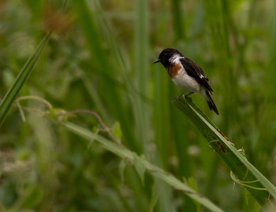 Common Stonechat (IMG_4495