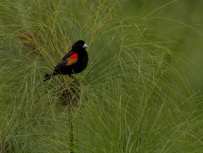 Fan-tailed Windowbird (IMG_4525)