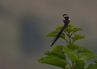 Pin-tailed Whydah (IMG_4546)