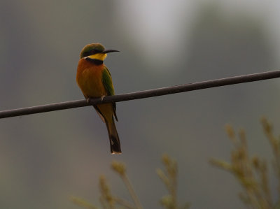Cinnamon-chested Bee-eater (IMG_4593)