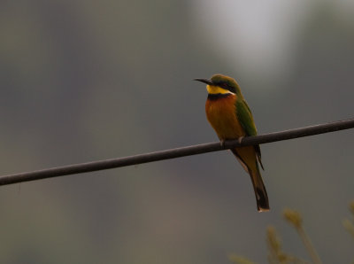 Cinnamon-chested Bee-eater (IMG_4597