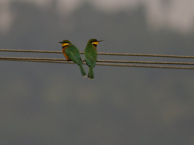 Cinnamon-chested Bee-eater (IMG_4624)