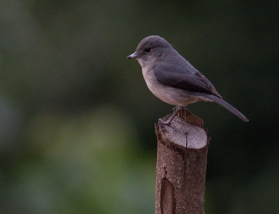 ??? Flycatcher (IMG_4707)