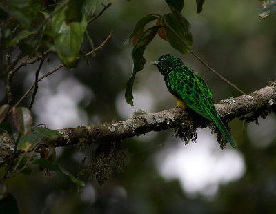 African Emerald Cuckoo (IMG_4847)