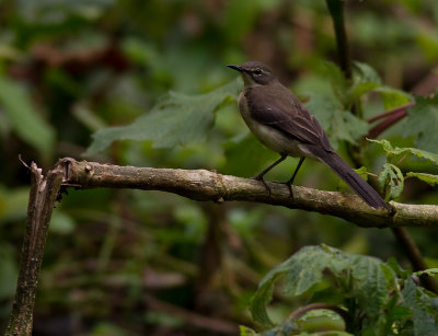 Cape Wagtail (IMG_4909)