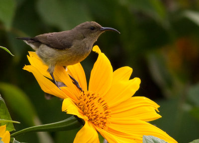 Variable Sunbird (IMG_5036)