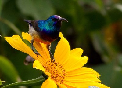 Variable Sunbird (IMG_5054)