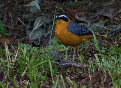 White-browed Robin-Chat (IMG_5098)