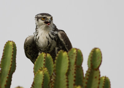 African Hawk-Eagle (IMG_5955)