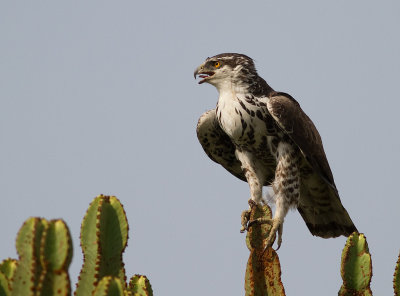 African Hawk-Eagle (IMG_5961)