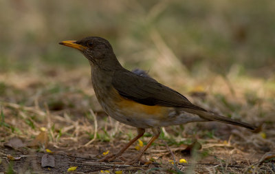 African Thrush (IMG_6293)