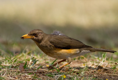 African Thrush (IMG_6295