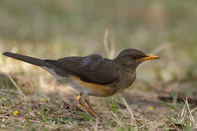 African Thrush (IMG_6298