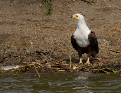 African Fish Eagle (IMG_6418)