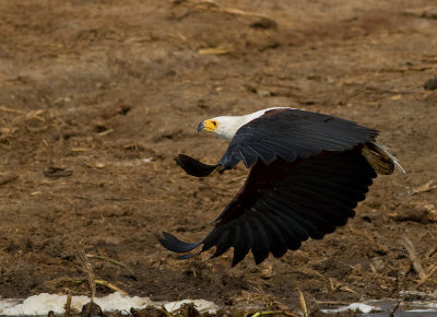 African Fish Eagle (IMG_6424)