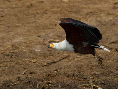 African Fish Eagle (IMG_6425)