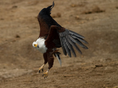 African Fish Eagle (IMG_6427)