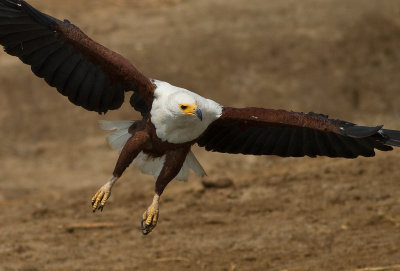 African Fish Eagle (IMG_6428)