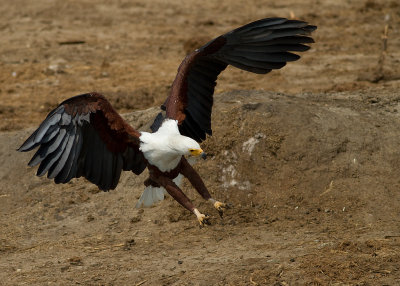 African Fish Eagle (IMG_6429)