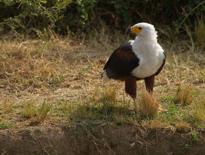 African Fish Eagle (IMG_6584)
