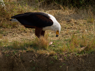 African Fish Eagle (IMG_6587)