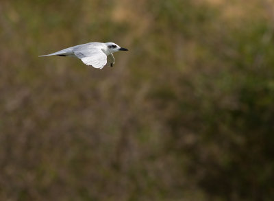 Gull-billed Tern (IMG_6663)