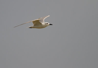 Gull-billed Tern (IMG_6672)