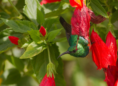 Olive-bellied Sunbird (IMG_6841)