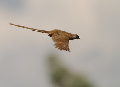 Speckled Mousebird (IMG_6887)