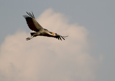 Grey Crowned Crane (IMG_7678)