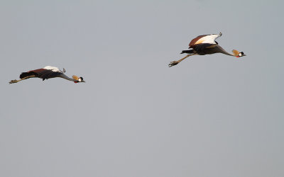 Grey Crowned Crane (IMG_7682)