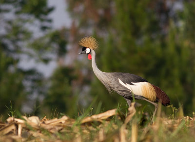 Grey Crowned Crane (IMG_7695)