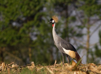 Grey Crowned Crane (IMG_7697)