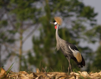 Grey Crowned Crane (IMG_7699)