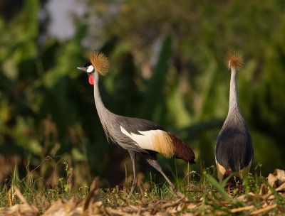 Grey Crowned Crane (IMG_7704)