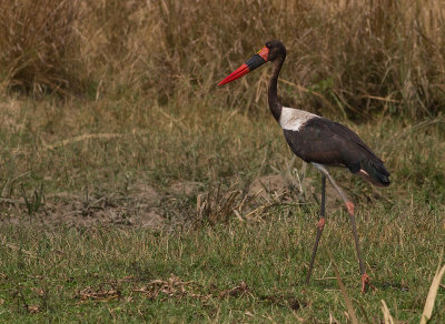 Saddle-billed Stork (IMG_8285)