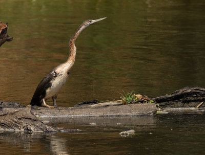 African Darter (IMG_8358)