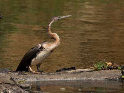 African Darter (IMG_8360)