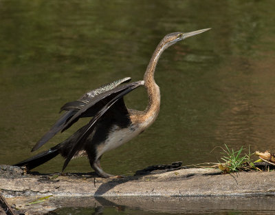 African Darter (IMG_8363)