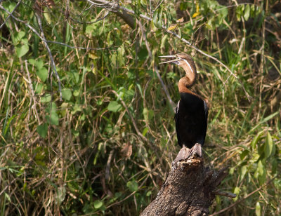 African Darter (IMG_8389)