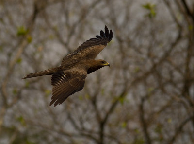 Black Kite (IMG_8445)